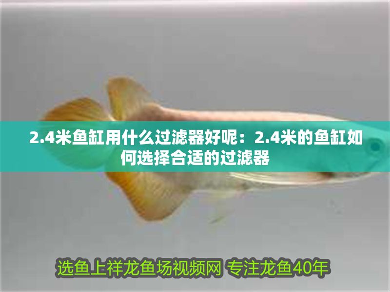 2.4米魚缸用什么過濾器好呢：2.4米的魚缸如何選擇合適的過濾器