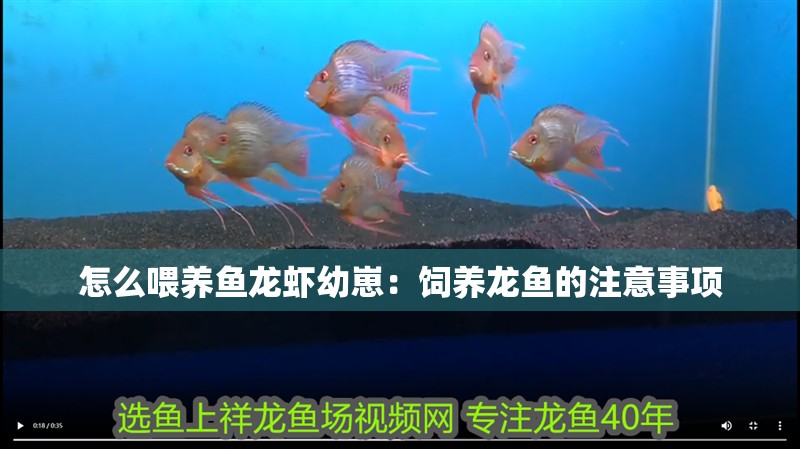 怎么喂養魚龍蝦幼崽：飼養龍魚的注意事項