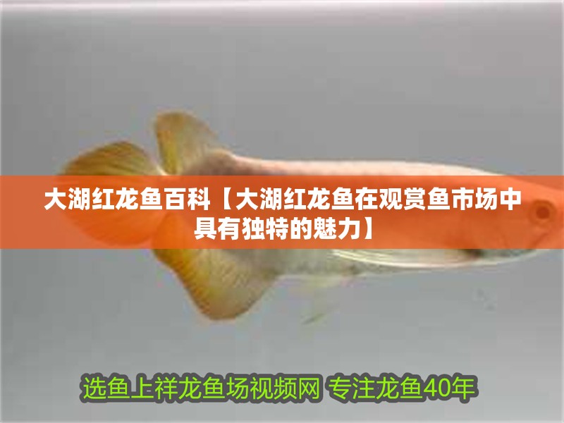 大湖紅龍魚百科【大湖紅龍魚在觀賞魚市場(chǎng)中具有獨(dú)特的魅力】