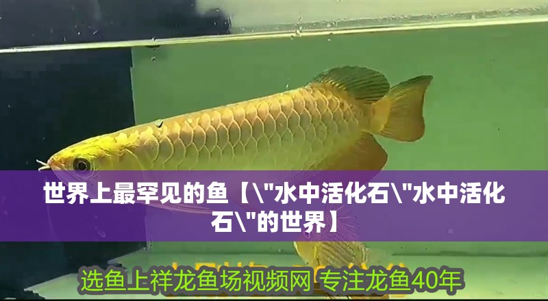 世界上最罕見(jiàn)的魚(yú)【 世界上最罕見(jiàn)的魚(yú)【\