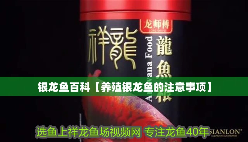 銀龍魚百科【養殖銀龍魚的注意事項】