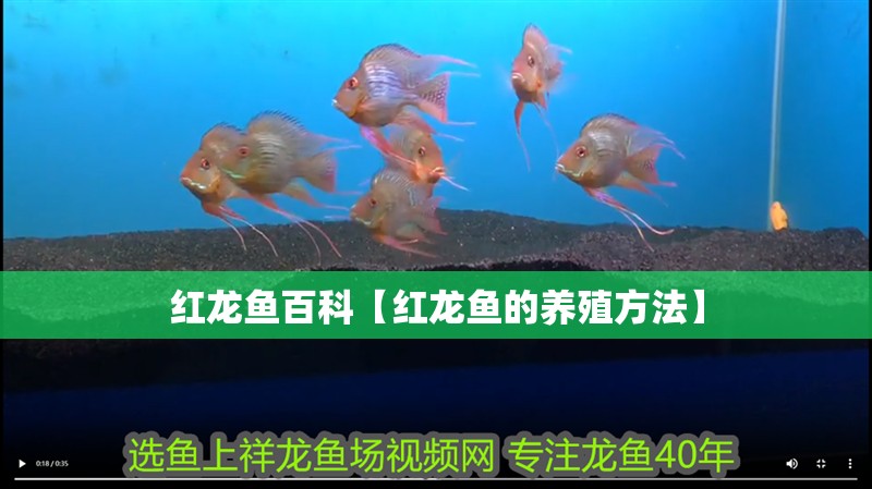 紅龍魚百科【紅龍魚的養(yǎng)殖方法】
