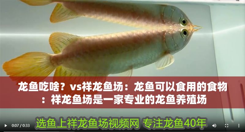龍魚吃啥？vs祥龍魚場：龍魚可以食用的食物：祥龍魚場是一家專業的龍魚養殖場 龍魚吃啥？vs祥龍魚場：龍魚可以食用的食物：祥龍魚場是一家專業的龍魚養殖場 vs祥龍魚場 第1張