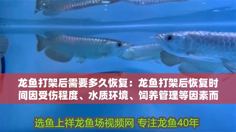 龍魚打架后需要多久恢復：龍魚打架后恢復時間因受傷程度、水質環境、飼養管理等因素而異