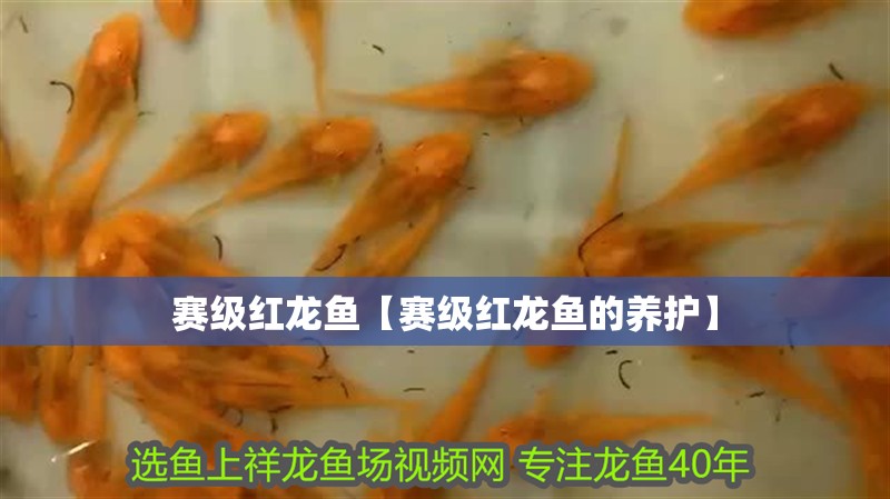 賽級紅龍魚【賽級紅龍魚的養(yǎng)護(hù)】