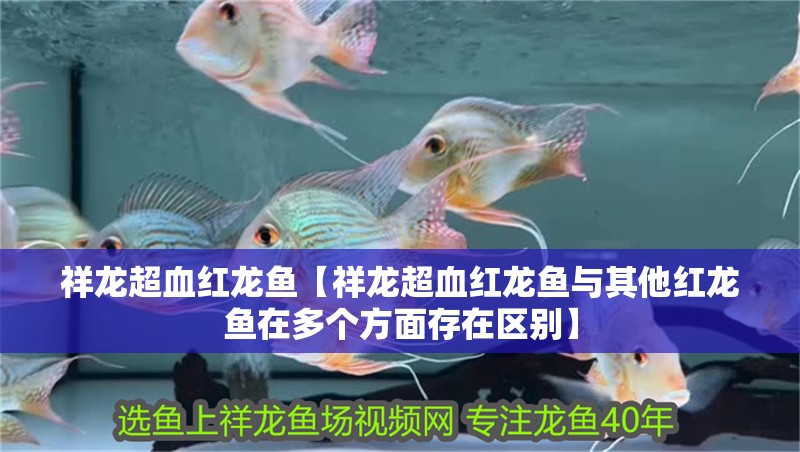 祥龍超血紅龍魚【祥龍超血紅龍魚與其他紅龍魚在多個方面存在區(qū)別】