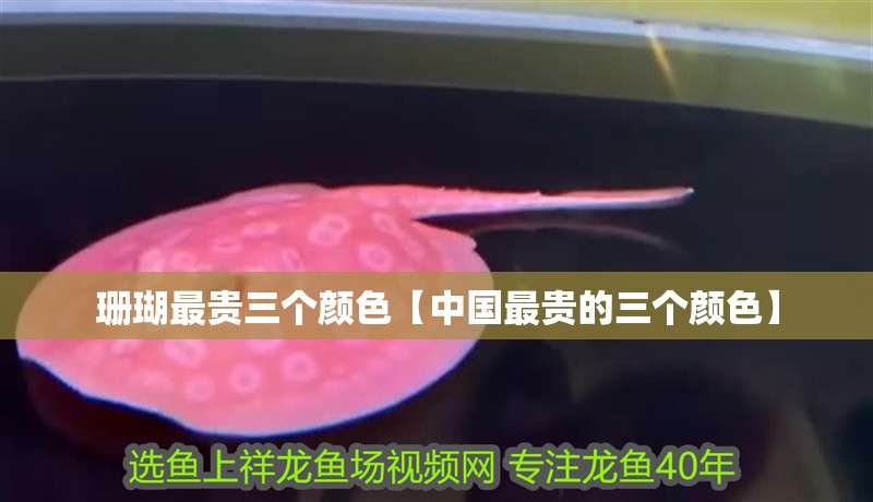 珊瑚最貴三個顏色【中國最貴的三個顏色】