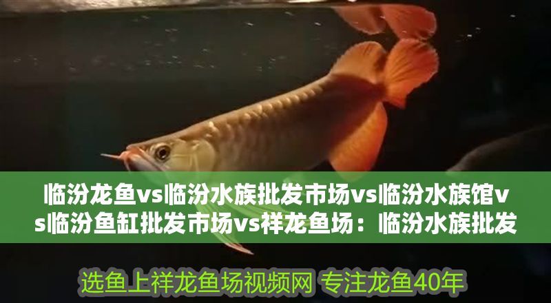 臨汾龍魚vs臨汾水族批發市場vs臨汾水族館vs臨汾魚缸批發市場vs祥龍魚場：臨汾水族批發市場