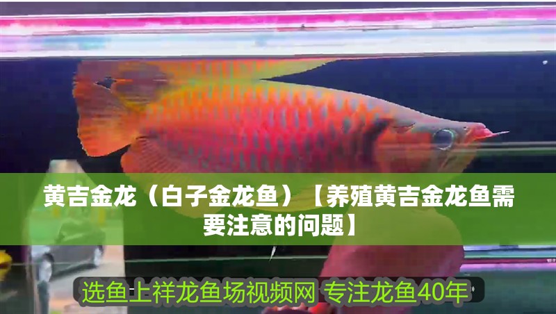 黃吉金龍（白子金龍魚）【養殖黃吉金龍魚需要注意的問題】 黃吉金龍（白子金龍魚）【養殖黃吉金龍魚需要注意的問題】 水族問答