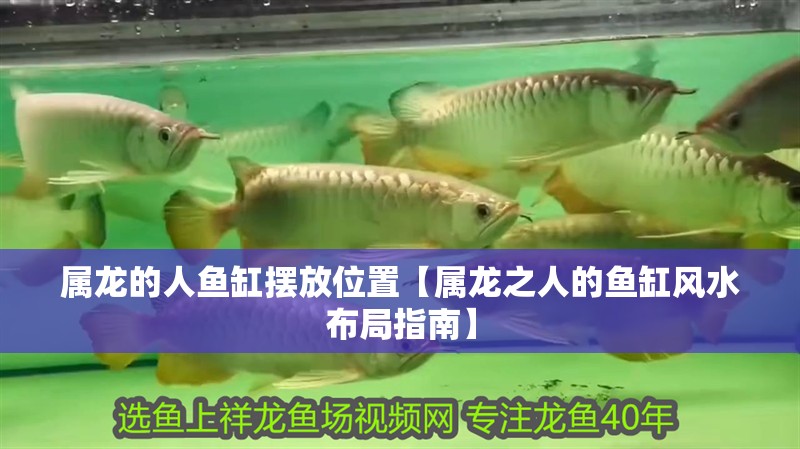 屬龍的人魚缸擺放位置【屬龍之人的魚缸風水布局指南】
