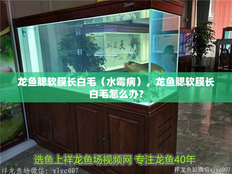 龍魚腮軟膜長白毛（水霉病），龍魚腮軟膜長白毛怎么辦？