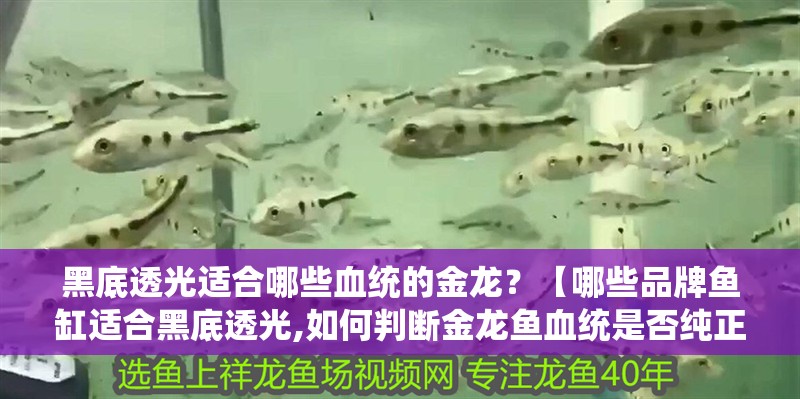 黑底透光適合哪些血統的金龍？【哪些品牌魚缸適合黑底透光,如何判斷金龍魚血統是否純正？】 黑底透光適合哪些血統的金龍？【哪些品牌魚缸適合黑底透光,如何判斷金龍魚血統是否純正？】 龍魚百科
