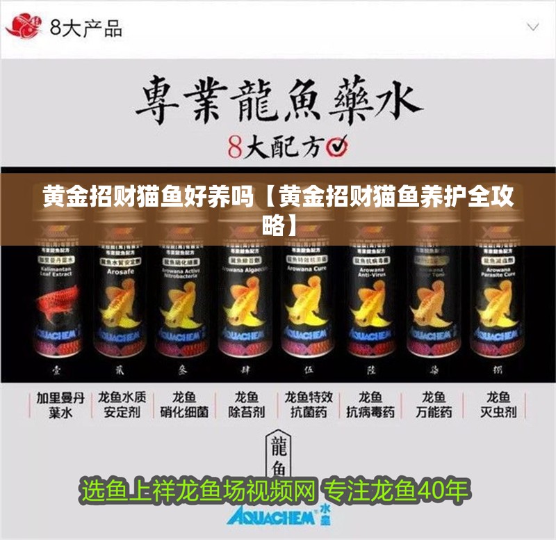 紅龍魚用黃燈烤有用嗎 黃金招財貓魚好養嗎【黃金招財貓魚養護全攻略】 龍魚論壇 黃金招財貓魚好養嗎【黃金招財貓魚養護全攻略】 黃金招財貓魚好養嗎【黃金招財貓魚養護全攻略】 龍魚論壇