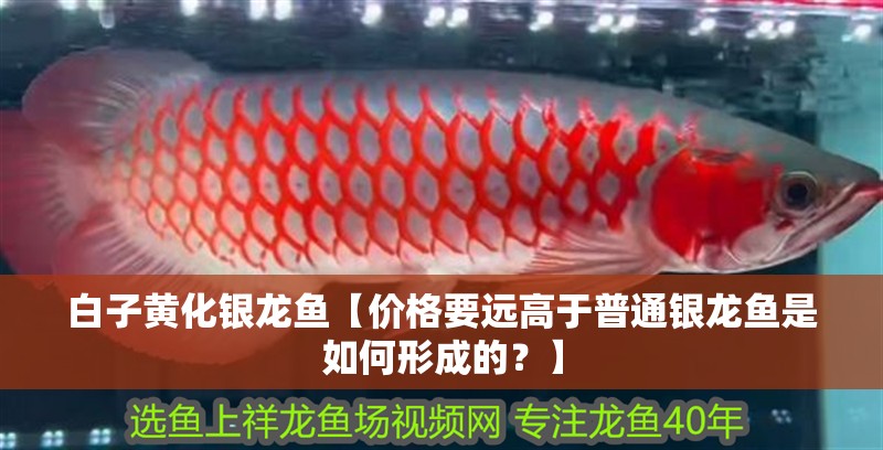 白子黃化銀龍魚【價格要遠高于普通銀龍魚是如何形成的？】