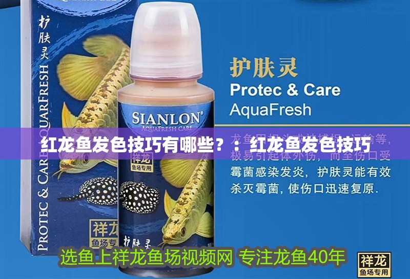 紅龍魚發色技巧有哪些？：紅龍魚發色技巧 紅龍魚發色技巧有哪些？：紅龍魚發色技巧 龍魚百科