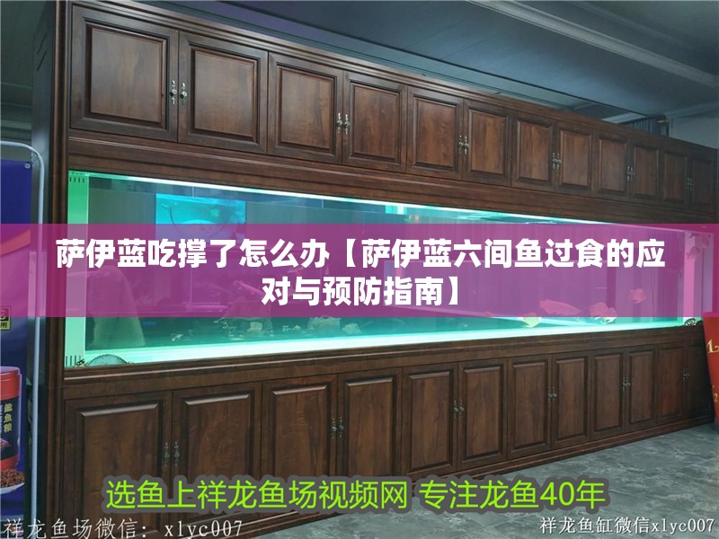 薩伊藍吃撐了怎么辦【薩伊藍六間魚過食的應對與預防指南】