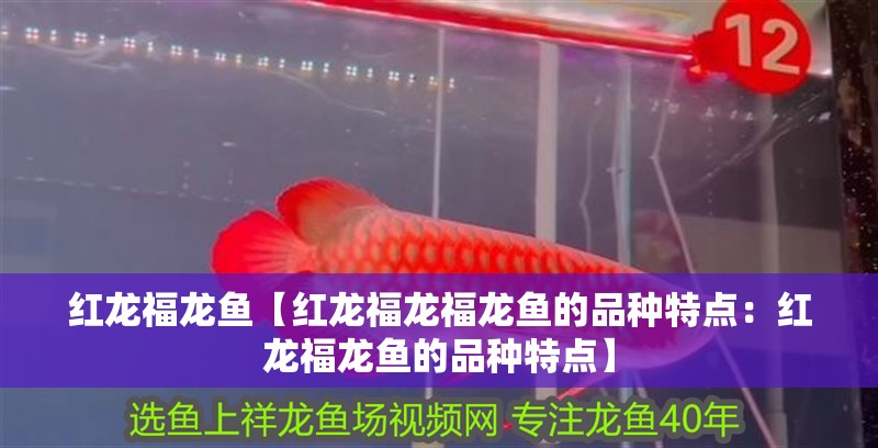 紅龍福龍魚【紅龍福龍福龍魚的品種特點(diǎn)：紅龍福龍魚的品種特點(diǎn)】