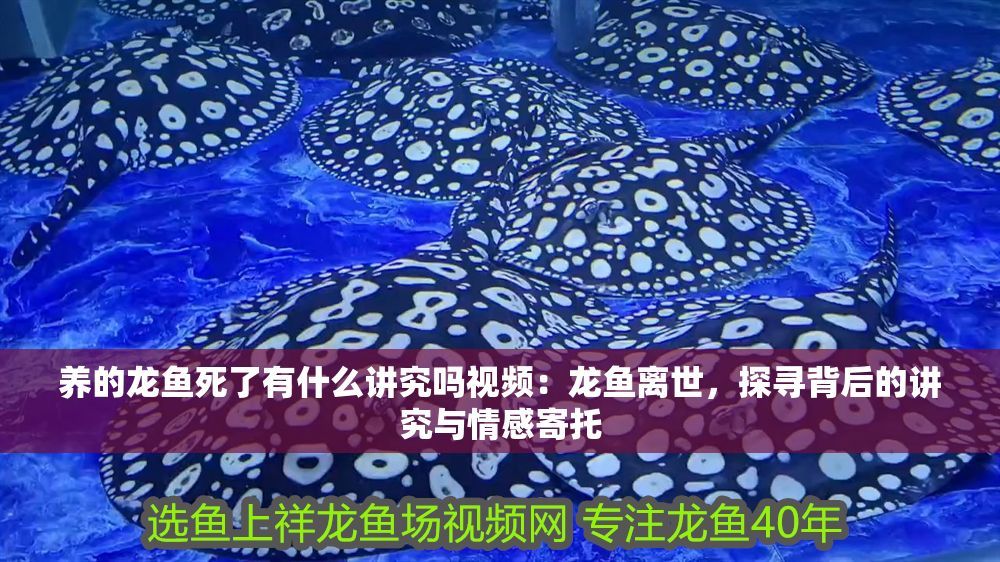養的龍魚死了有什么講究嗎視頻：龍魚離世，探尋背后的講究與情感寄托