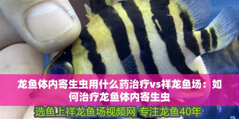 龍魚體內寄生蟲用什么藥治療vs祥龍魚場：如何治療龍魚體內寄生蟲
