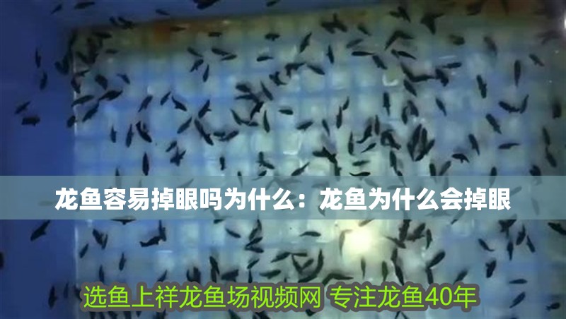 龍魚容易掉眼嗎為什么：龍魚為什么會掉眼 龍魚容易掉眼嗎為什么：龍魚為什么會掉眼 龍魚百科