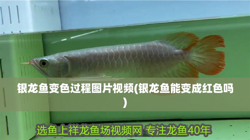 銀龍魚變色過程圖片視頻(銀龍魚能變成紅色嗎)