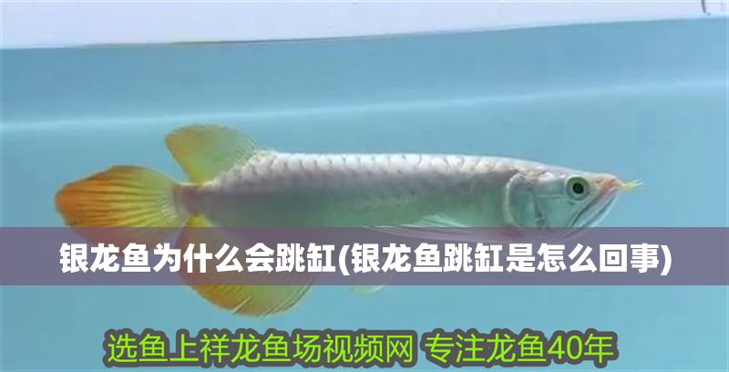 銀龍魚為什么會(huì)跳缸(銀龍魚跳缸是怎么回事)