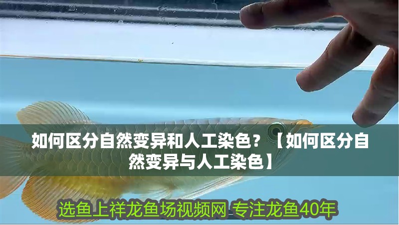 如何區(qū)分自然變異和人工染色？【如何區(qū)分自然變異與人工染色】 如何區(qū)分自然變異和人工染色？【如何區(qū)分自然變異與人工染色】 龍魚百科