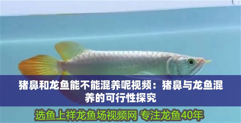 豬鼻和龍魚能不能混養呢視頻：豬鼻與龍魚混養的可行性探究