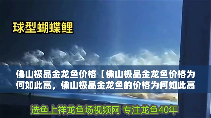 佛山極品金龍魚價格【佛山極品金龍魚價格為何如此高，佛山極品金龍魚的價格為何如此高】 佛山極品金龍魚價格【佛山極品金龍魚價格為何如此高，佛山極品金龍魚的價格為何如此高】 水族問答