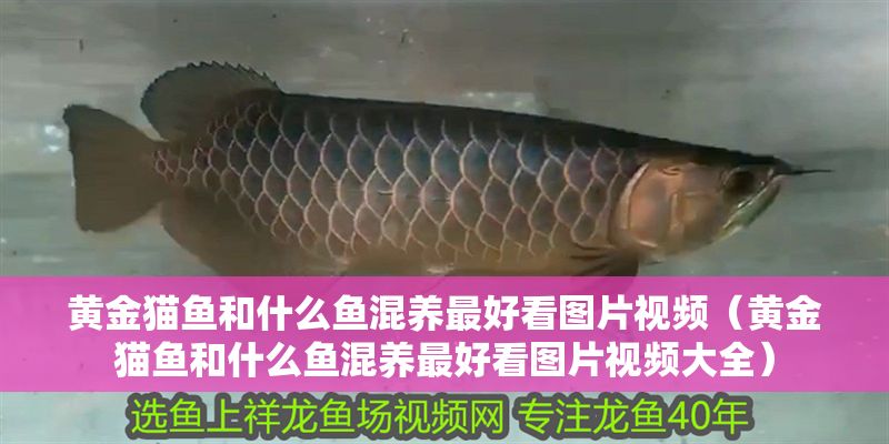 黃金貓魚和什么魚混養最好看圖片視頻（黃金貓魚和什么魚混養最好看圖片視頻大全） 黃金貓魚和什么魚混養最好看圖片視頻（黃金貓魚和什么魚混養最好看圖片視頻大全） 黃金貓魚百科 第1張