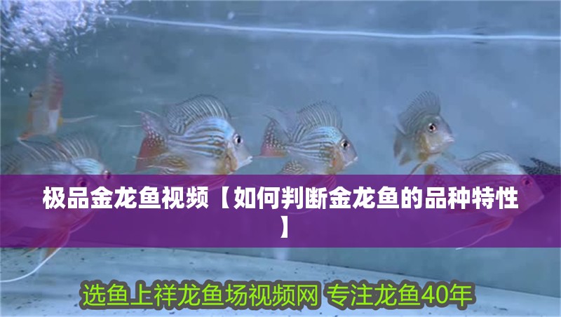 極品金龍魚視頻【如何判斷金龍魚的品種特性】 極品金龍魚視頻【如何判斷金龍魚的品種特性】 水族問答