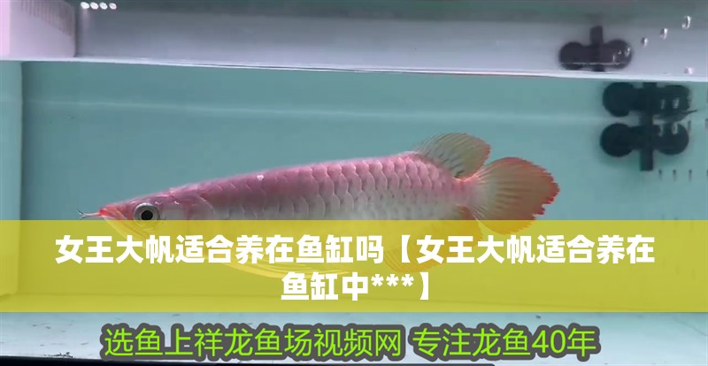 女王大帆適合養(yǎng)在魚缸嗎【女王大帆適合養(yǎng)在魚缸中***】