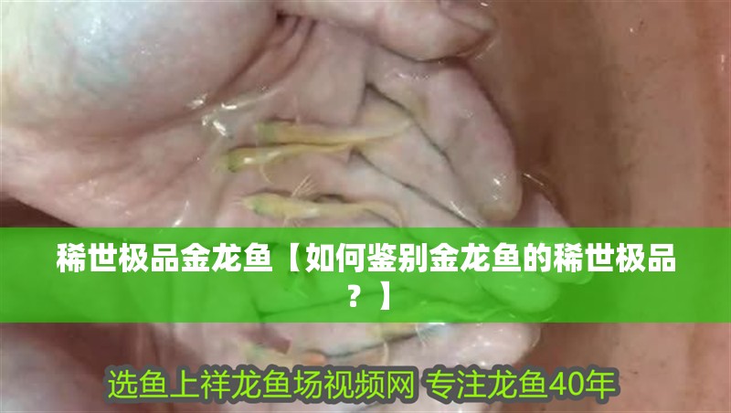 稀世極品金龍魚【如何鑒別金龍魚的稀世極品？】 稀世極品金龍魚【如何鑒別金龍魚的稀世極品？】 水族問答