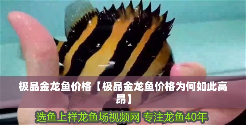 極品金龍魚價格【極品金龍魚價格為何如此高昂】