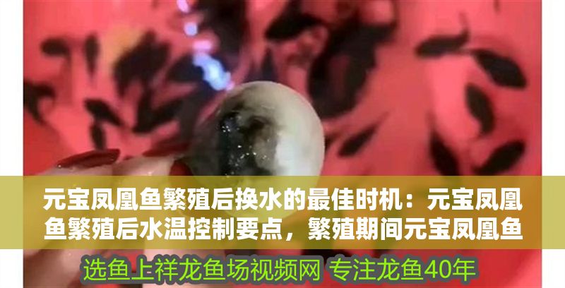 元寶鳳凰魚繁殖后換水的最佳時機：元寶鳳凰魚繁殖后水溫控制要點，繁殖期間元寶鳳凰魚換水量建議