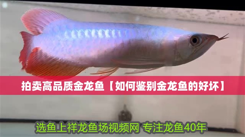 拍賣高品質(zhì)金龍魚【如何鑒別金龍魚的好壞】