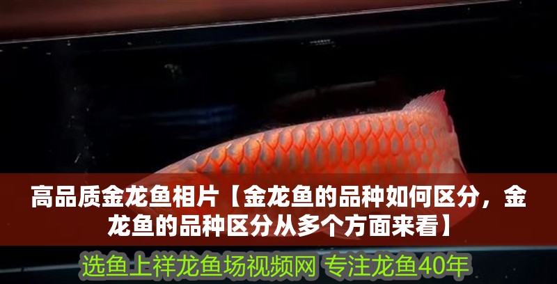 高品質金龍魚相片【金龍魚的品種如何區分，金龍魚的品種區分從多個方面來看】 高品質金龍魚相片【金龍魚的品種如何區分，金龍魚的品種區分從多個方面來看】 水族問答