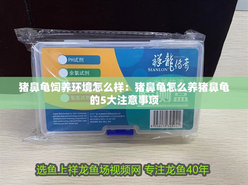 豬鼻龜飼養(yǎng)環(huán)境怎么樣：豬鼻龜怎么養(yǎng)豬鼻龜?shù)?大注意事項