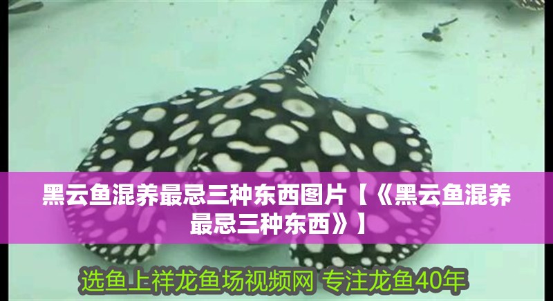 黑云魚混養(yǎng)最忌三種東西圖片【《黑云魚混養(yǎng)最忌三種東西》】