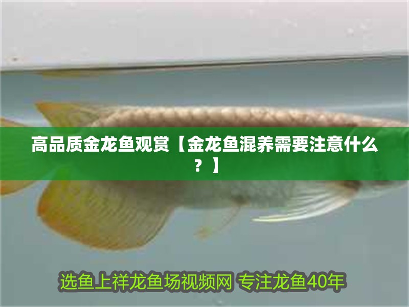 高品質金龍魚觀賞【金龍魚混養需要注意什么？】