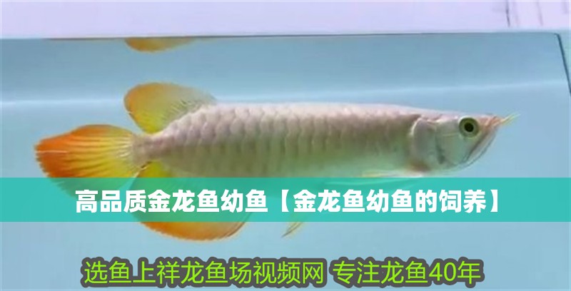 高品質(zhì)金龍魚幼魚【金龍魚幼魚的飼養(yǎng)】