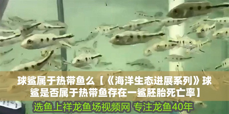 球鯊屬于熱帶魚么【《海洋生態進展系列》球鯊是否屬于熱帶魚存在一鯊胚胎死亡率】