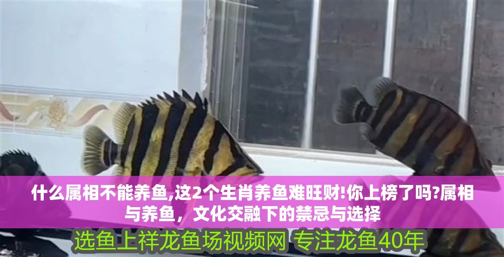 什么屬相不能養魚,這2個生肖養魚難旺財!你上榜了嗎?屬相與養魚，文化交融下的禁忌與選擇