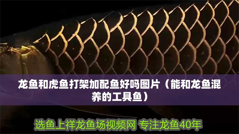 龍魚和虎魚打架加配魚好嗎圖片（能和龍魚混養的工具魚）