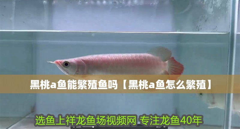 虎魚天天黑來點(diǎn)赤瞳黃金 黑桃a魚能繁殖魚嗎【黑桃a魚怎么繁殖】 龍魚論壇 黑桃a魚能繁殖魚嗎【黑桃a魚怎么繁殖】 黑桃a魚能繁殖魚嗎【黑桃a魚怎么繁殖】 龍魚論壇