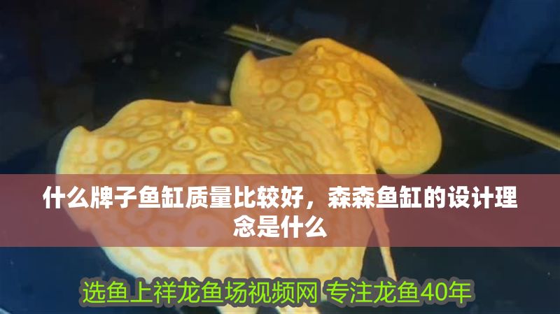 什么牌子魚缸質(zhì)量比較好，森森魚缸的設(shè)計(jì)理念是什么