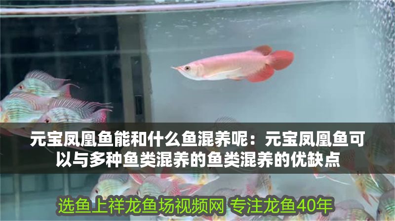 元寶鳳凰魚能和什么魚混養(yǎng)呢：元寶鳳凰魚可以與多種魚類混養(yǎng)的魚類混養(yǎng)的優(yōu)缺點