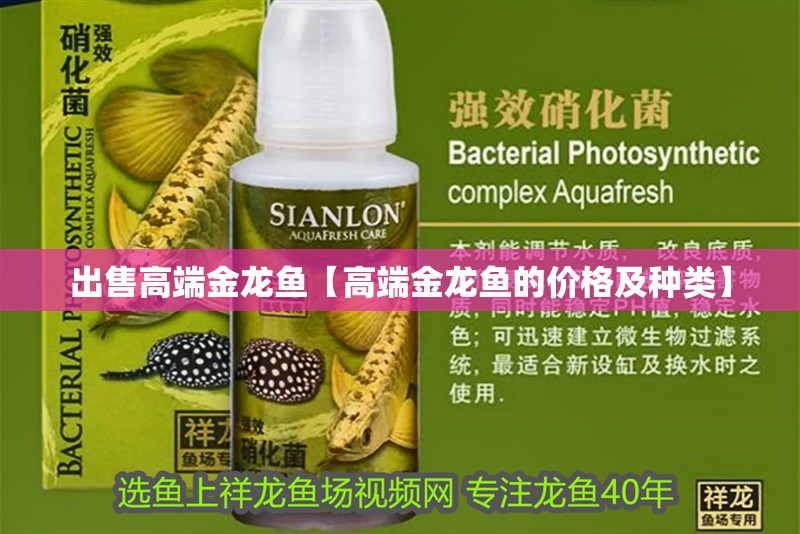 出售高端金龍魚【高端金龍魚的價格及種類】