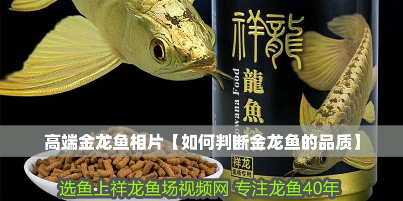 高端金龍魚相片【如何判斷金龍魚的品質(zhì)】