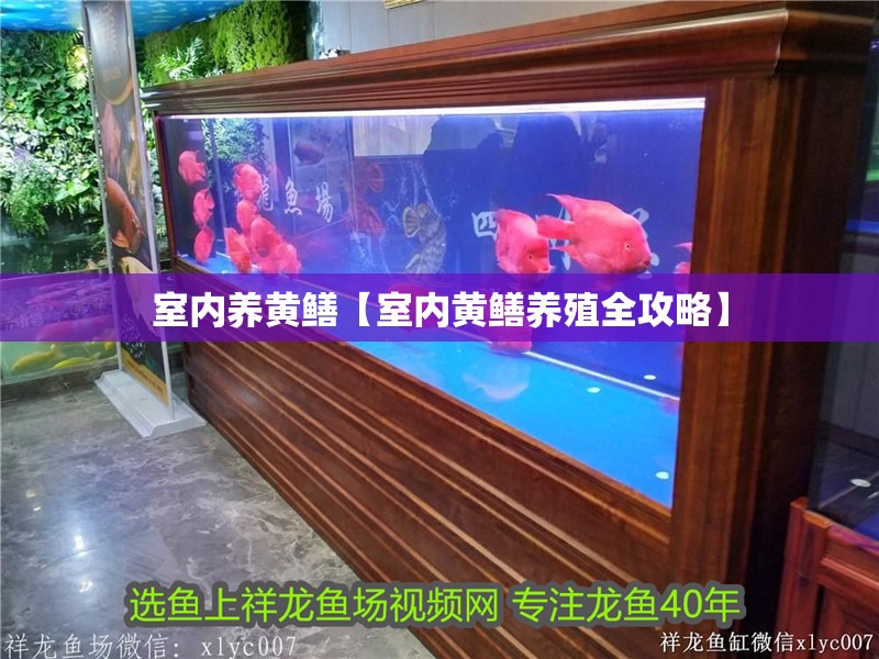 室內養黃鱔【室內黃鱔養殖全攻略】